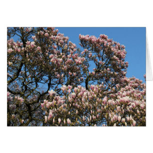 Magnolia Tree in Blossom
