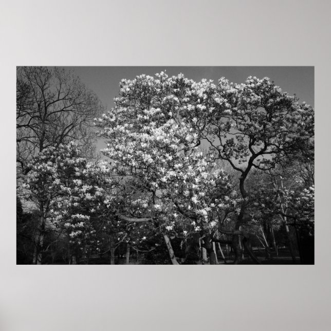 Magnolia Tree in Blossom (B&W) Poster (Vorne)