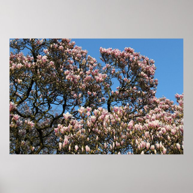 Magnolia Tree in Blossom Poster (Vorne)