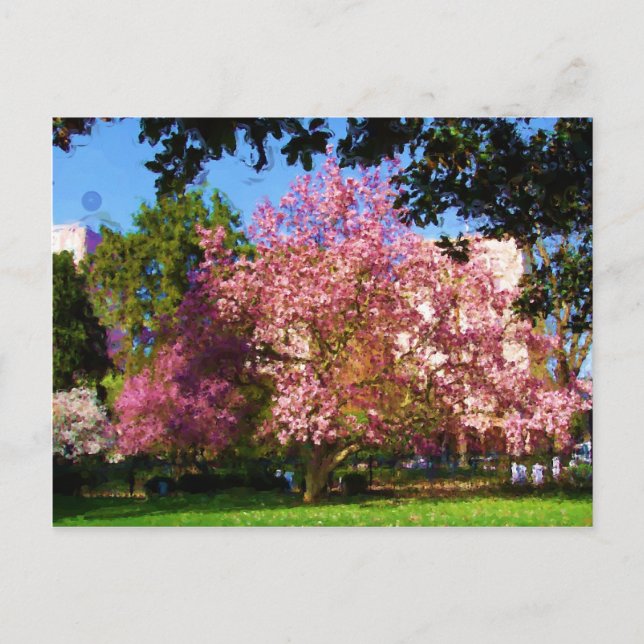 Magnolia Tree Postcard Postkarte (Vorderseite)