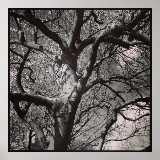 Magnolia Tree Poster (Vorne)