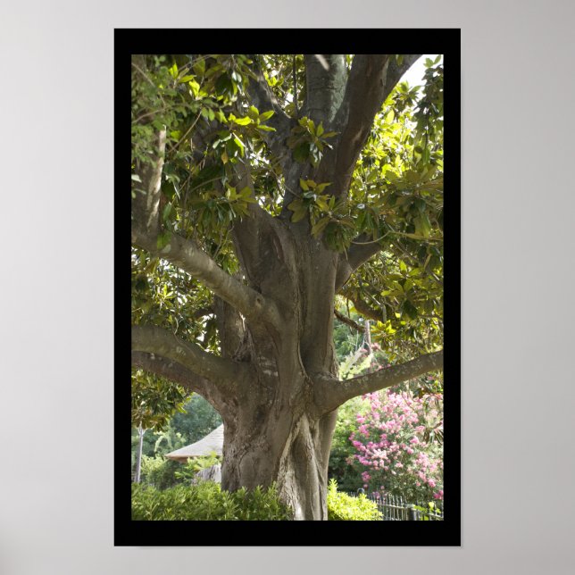 Magnolia Tree Poster (Vorne)