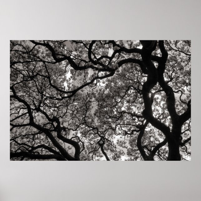 Magnolia Trees in Blossom 02 Poster (Vorne)
