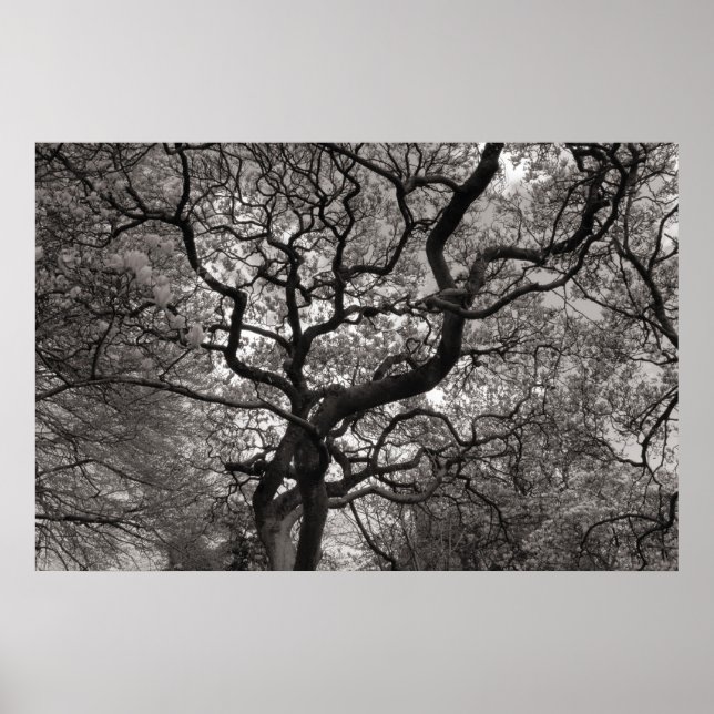 Magnolia Trees in Blossom 03 Poster (Vorne)