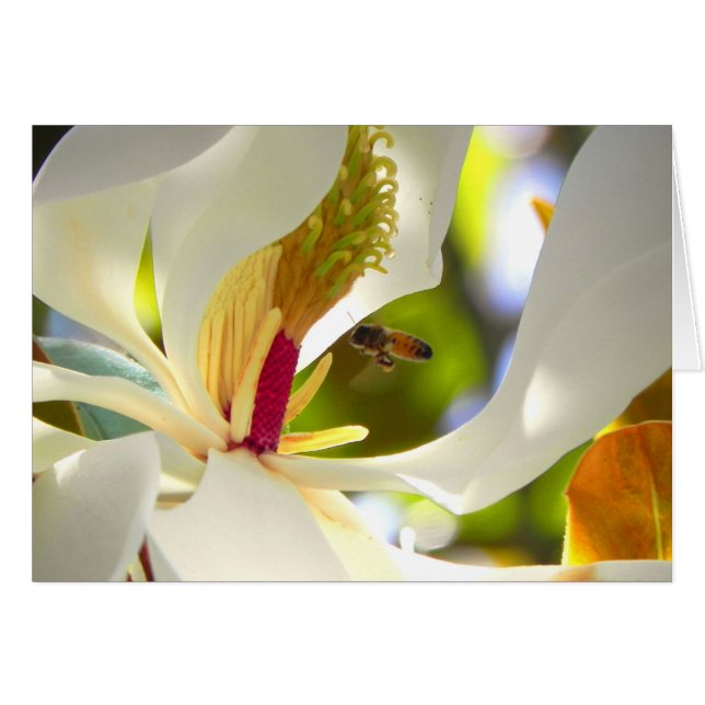 Magnolia und Honey Bee Card (Vorderseite (Horizontal))
