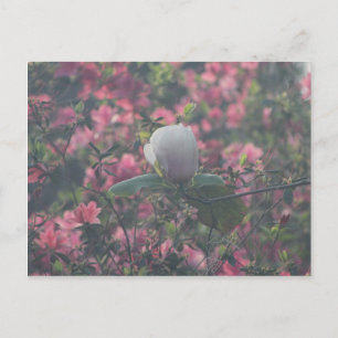 Magnolia unter den Azaleen Postkarte