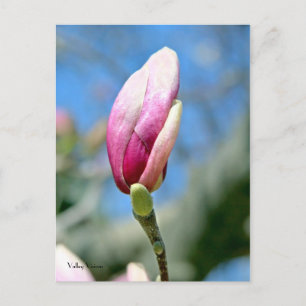 Magnolia Vertical Bud Postkarte