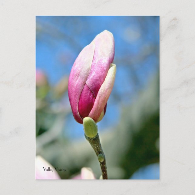 Magnolia Vertical Bud Postkarte (Vorderseite)