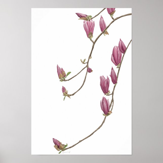 Magnolia Vine Poster (Vorne)