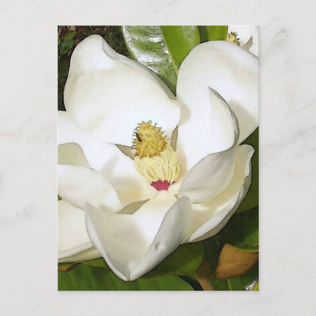 Magnolia White Postkarte (Vorderseite)