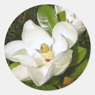Magnolia White Runder Aufkleber