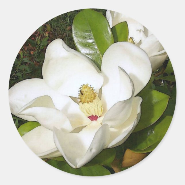 Magnolia White Runder Aufkleber (Vorderseite)