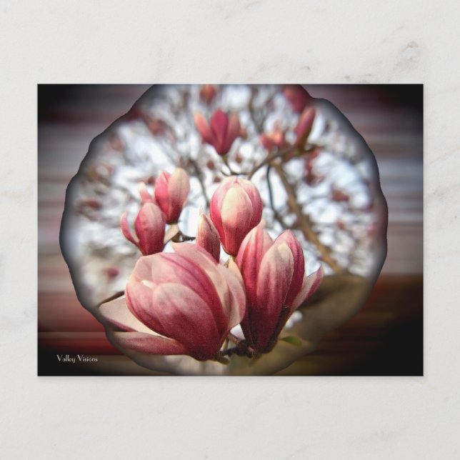 Magnolia Wood Postkarte (Vorderseite)