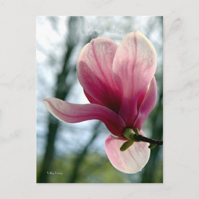 Magnolia Woods Postkarte (Vorderseite)