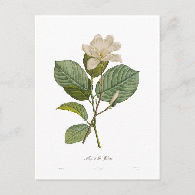 Magnolia yulan postkarte (Vorderseite)
