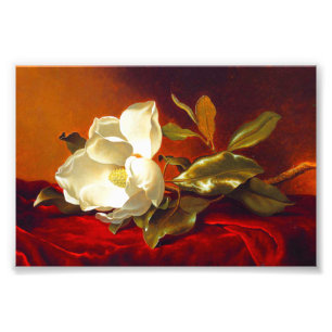 Magnolia zu Red Velvet Martin Johnson Heade Fotodruck