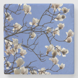 Magnolias blühen steinuntersetzer