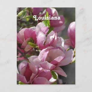 Magnolias Postkarte