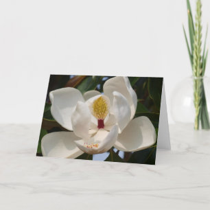 Magnolie 72 karte