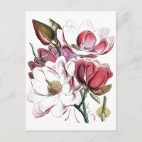 Magnolie asiatische Blume Vintage alte Illustratio