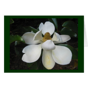 Magnolie Blossom.jpg