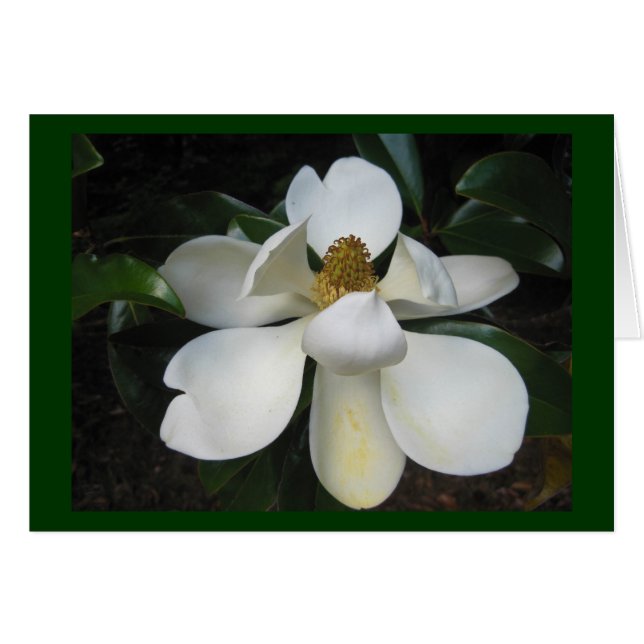Magnolie Blossom.jpg (Vorderseite (Horizontal))