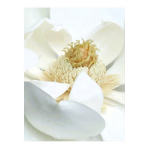 Magnolie Blüte                       