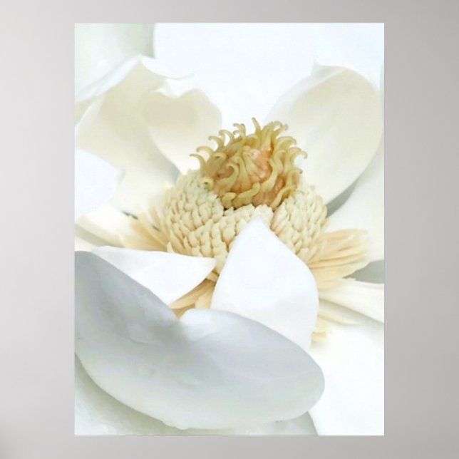 Magnolie Blüte                           Poster (Vorne)