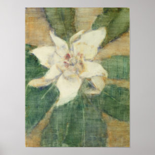 Magnolie Grandiflora Poster