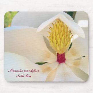 Magnolie Grandiflora 'wenig Gem Mousepad