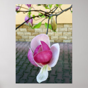 Magnolie in Pastellfarben Poster