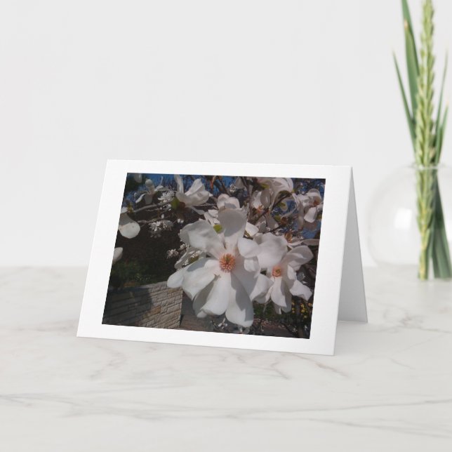 Magnolie Karte (Vorderseite)