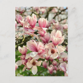 Magnolie Magnolienblüte rosa Postkarte
