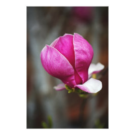 Magnolie Rosa Vollblüte Fotodruck
