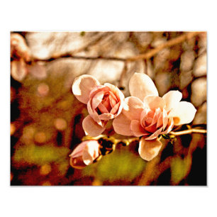 Magnolie Stimmung in Rosa Fotodruck