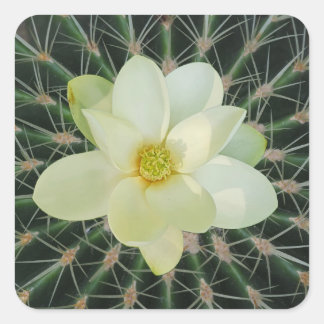 Magnolie Sweetbay Quadratischer Aufkleber