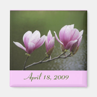 Magnolien, 18. April 2009 Magnet