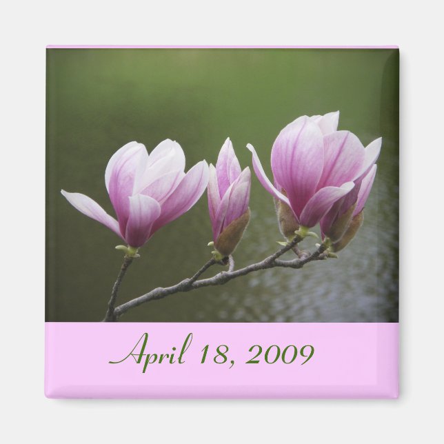 Magnolien, 18. April 2009 Magnet (Vorne)