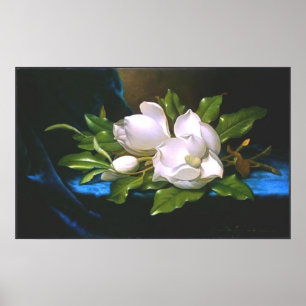 Magnolien auf blauem Velvet Poster