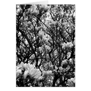 Magnolien-Baum