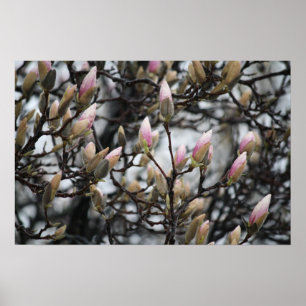 Magnolien-Baum-Knospen im Frühjahr vor Blüten Poster