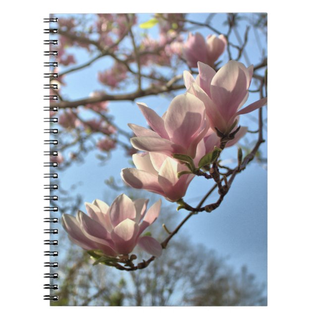 Magnolien-Blumen im Frühling Notizblock (Vorderseite)