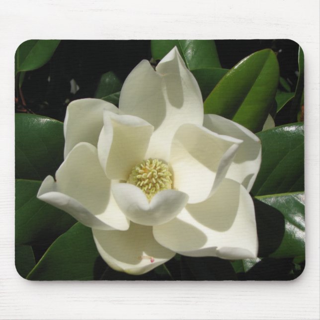Magnolien-Blüte Mousepad (Vorne)
