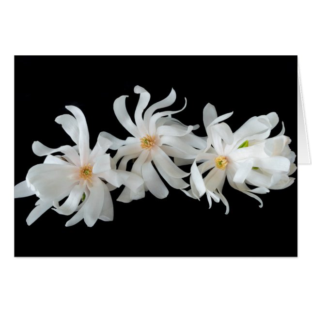 Magnolien-Blütentrio auf Schwarz (Vorderseite (Horizontal))