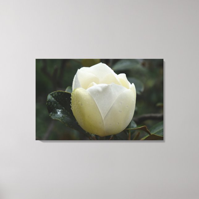 Magnolien-GrandifloraLeinwand-Druck Leinwanddruck (Vorderseite)