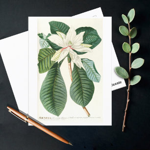 Magnolien III (1750-1773) Postkarte