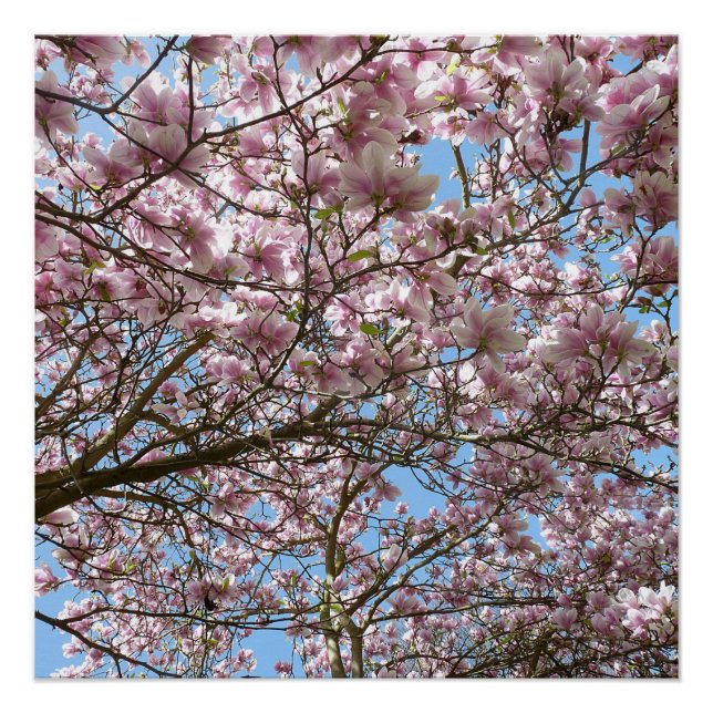 Magnolien im April Poster (Vorderseite)