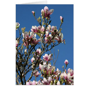Magnolien und Himmel