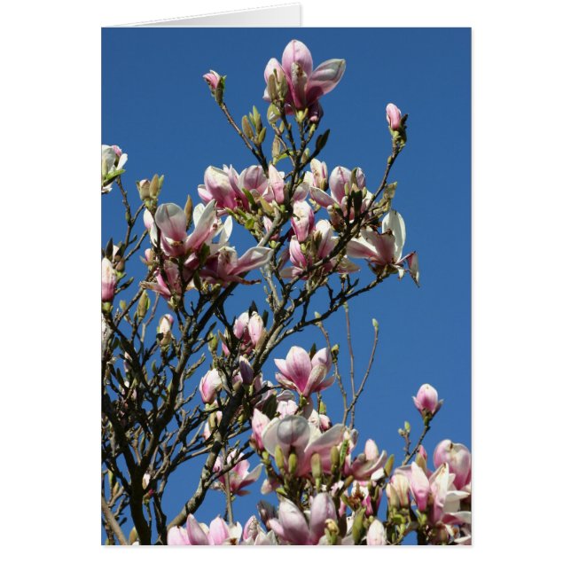 Magnolien und Himmel (Vorne)