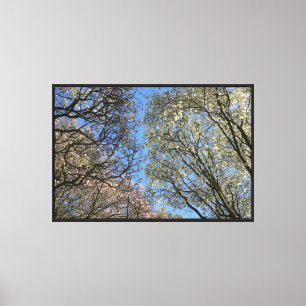 Magnolien, Zweige und Blossom Leinwanddruck